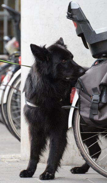 detectie hondenscholen nederland